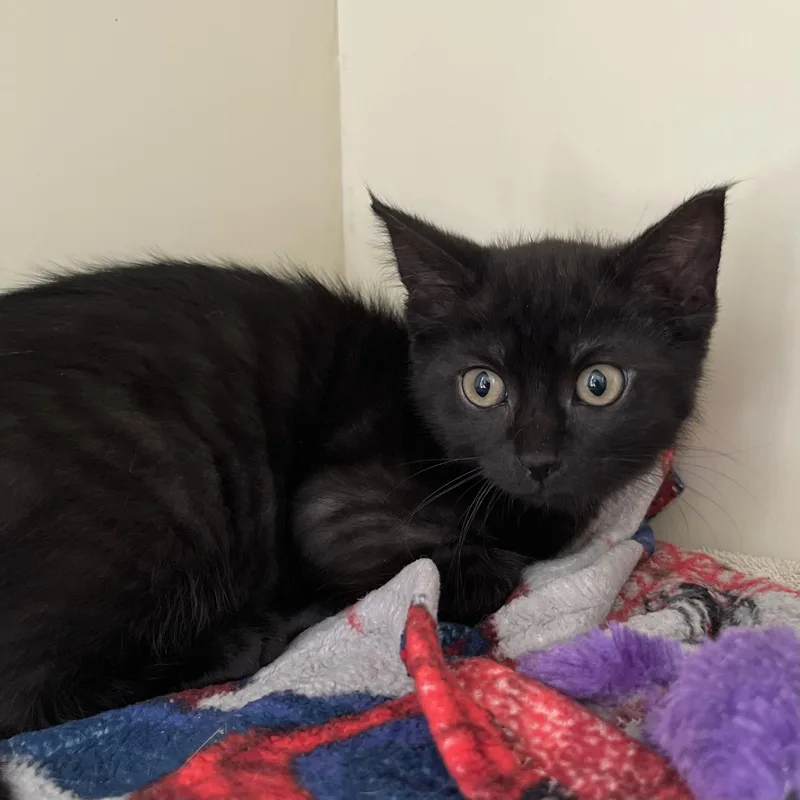 A baby small-sized female Black Domestic Short Hair cat named Wanda for adoption in Victor, NY