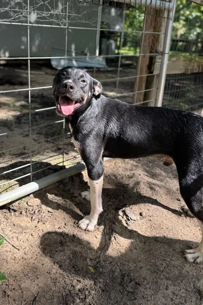 Woodstock thumbnail 2