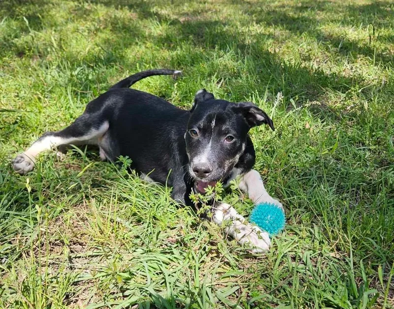 Woodstock thumbnail 3