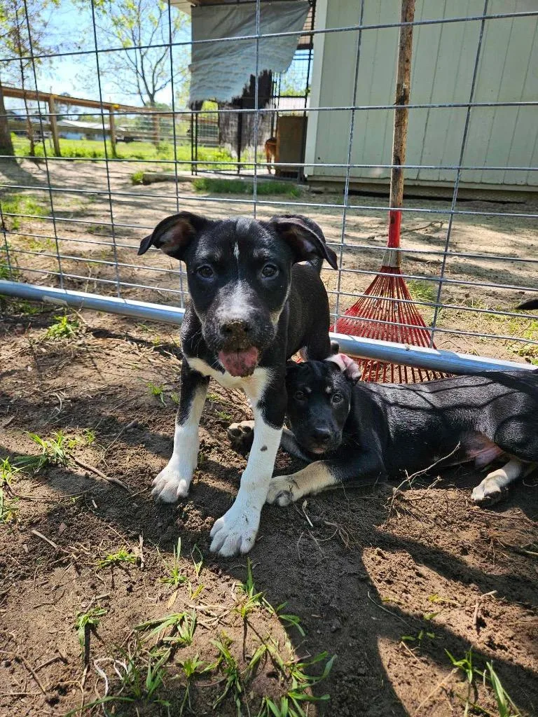 Woodstock thumbnail 4