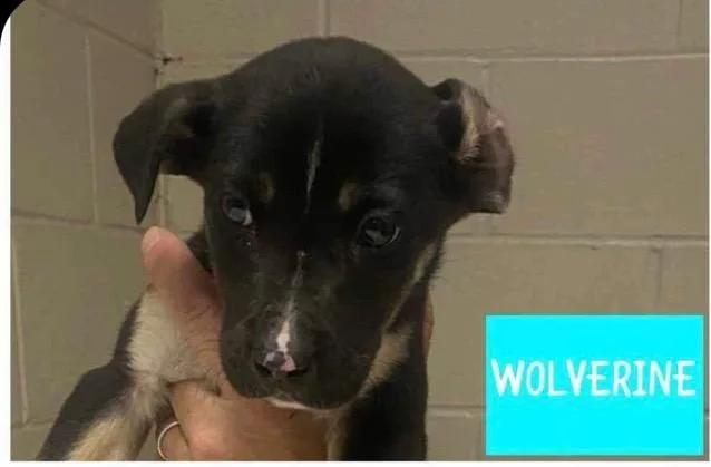 Woodstock thumbnail 5