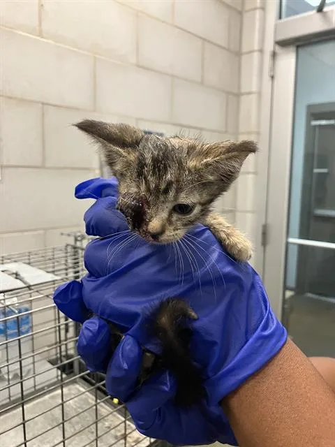 A baby small-sized female Domestic Short Hair cat named Leni for adoption in Dallas, TX