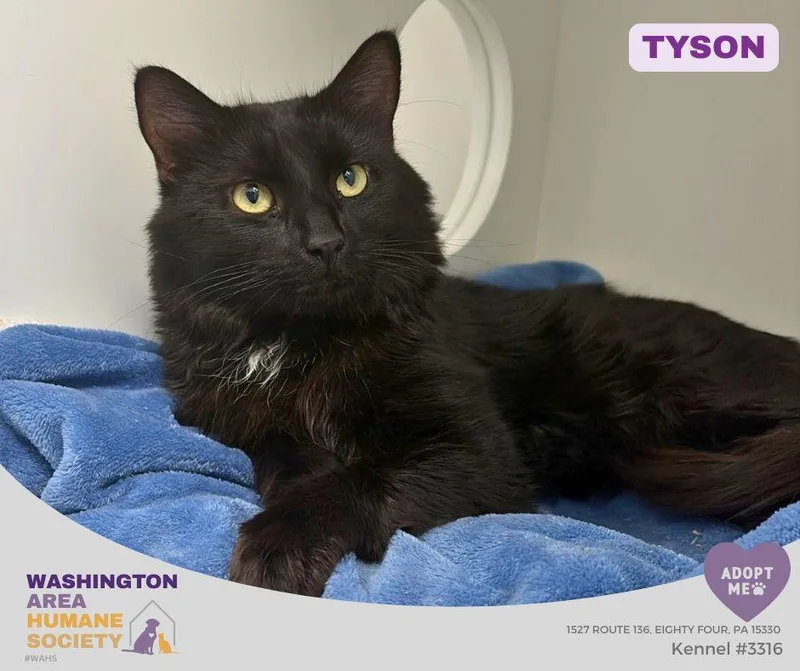 An adult medium-sized male Black Domestic Long Hair cat named Tyson for adoption in Eighty Four, PA