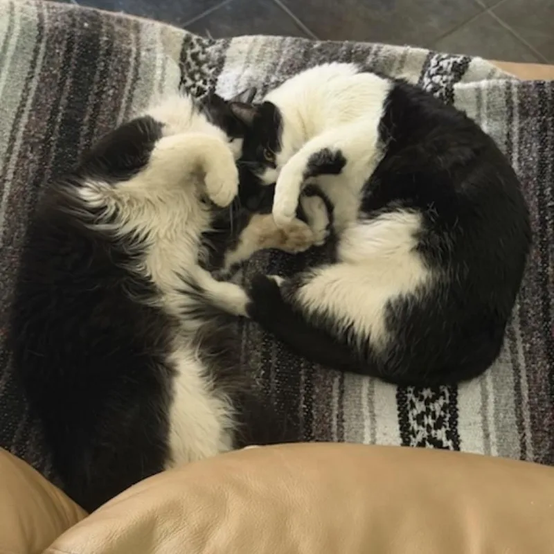 Oreo thumbnail 3