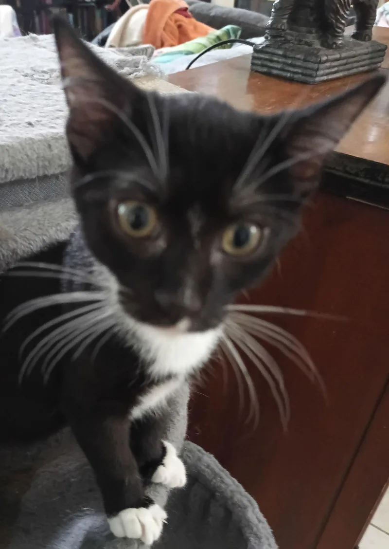 Charleshaden Savage thumbnail 2