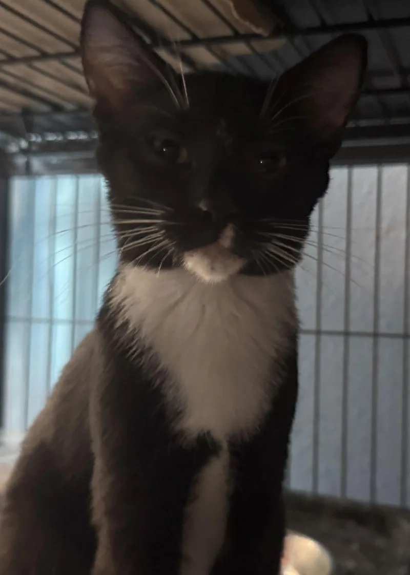 Charleshaden Savage thumbnail 3