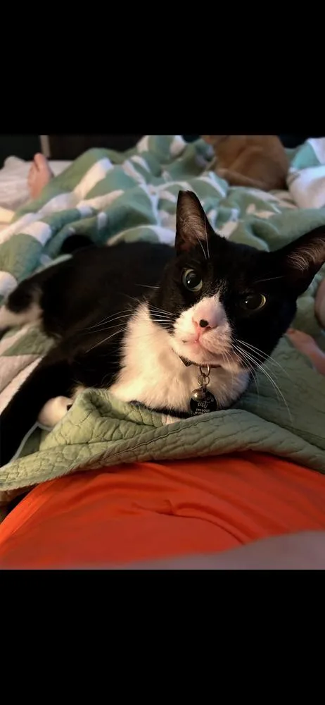 Samurai Jack thumbnail 4