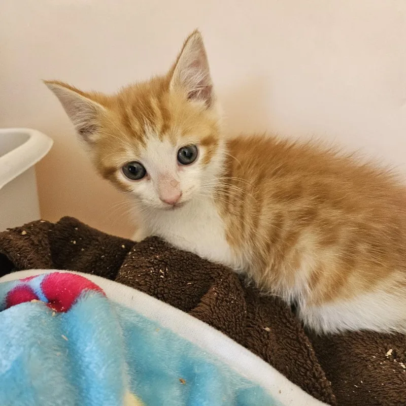 A baby small-sized male Orange / Red Domestic Short Hair cat named Luke Skywalker White Collar for adoption in Pasadena , MD