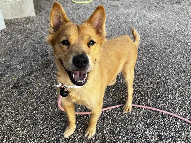A senior large-sized female Akita dog named Dakota for adoption in Mesa, AZ