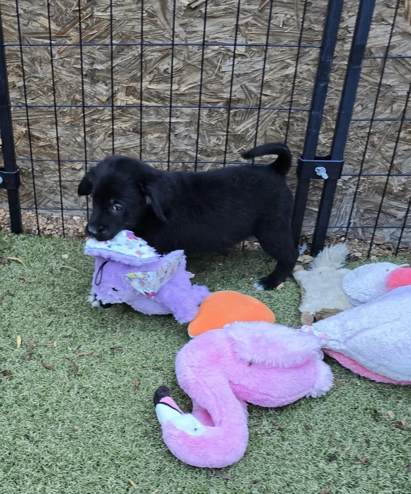 A baby medium-sized female Australian Cattle Dog / Blue Heeler dog named Coven for adoption in Apache Junction, AZ