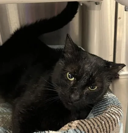 An adult large-sized male Domestic Short Hair cat named Gary for adoption in Venice, FL