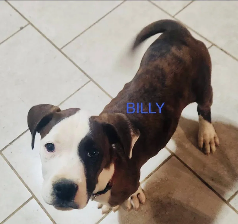 A baby medium-sized male Mixed Breed dog named Billy for adoption in Fairfield, NJ