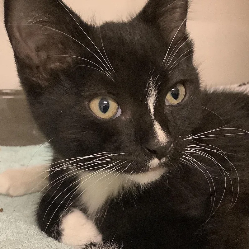 A baby small-sized male Black Domestic Short Hair cat named Tigger for adoption in Redwood City, CA