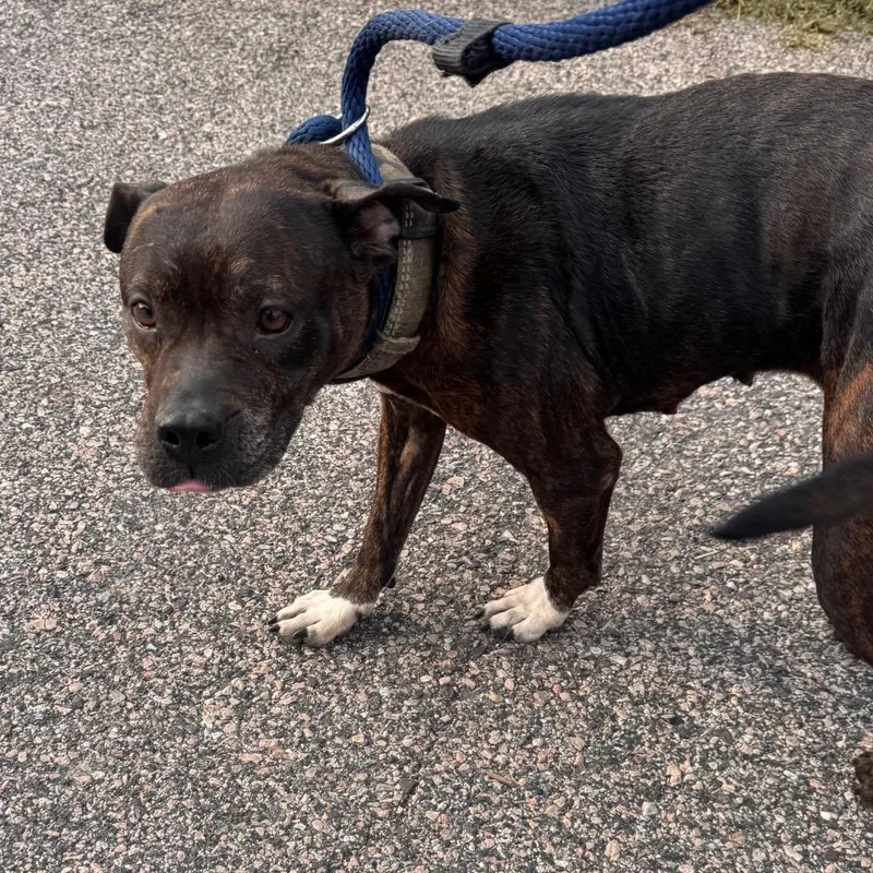 An adult medium-sized female Brindle Pit Bull Terrier dog named Rosemary for adoption in Philadelphia, PA