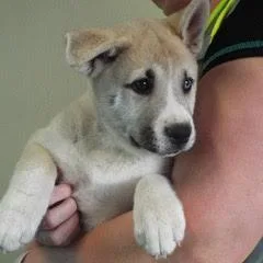 Sweet Pea thumbnail 2