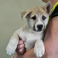 Sweet Pea thumbnail 3