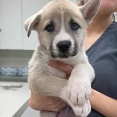 Sweet Pea thumbnail 4