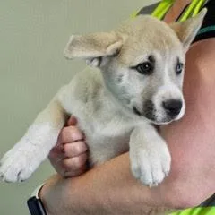 Sweet Pea thumbnail 5