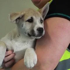 Sweet Pea thumbnail 6