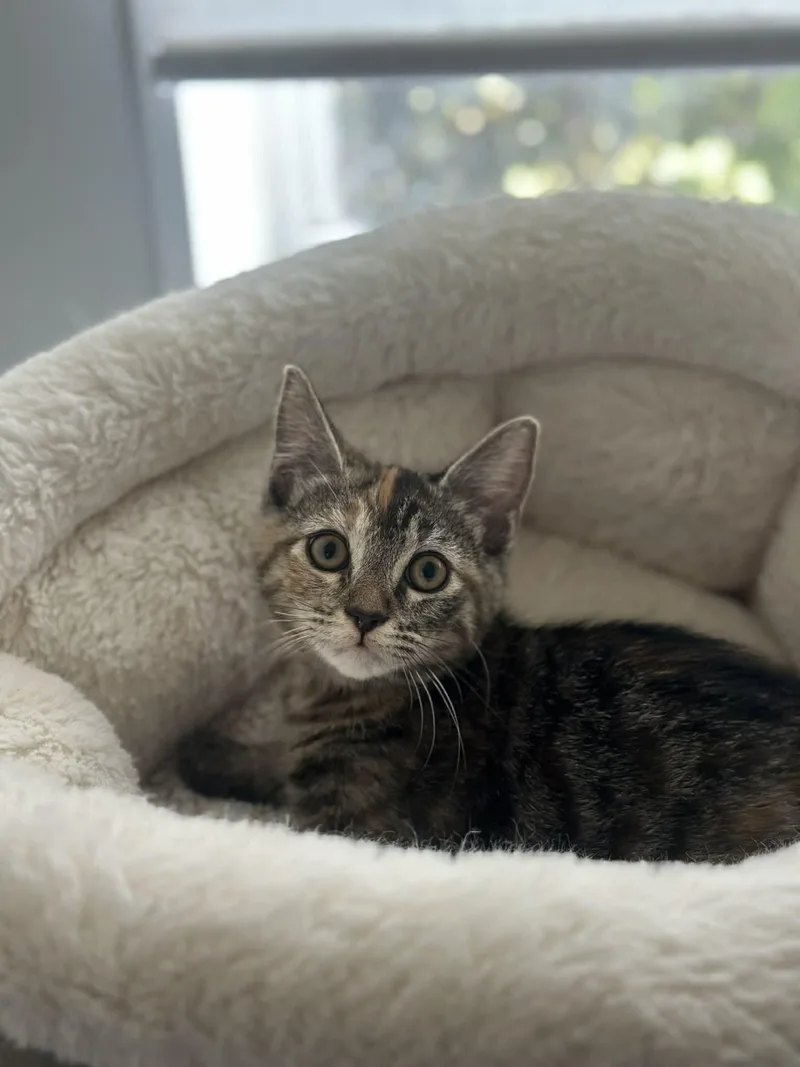 Enchilada thumbnail 2