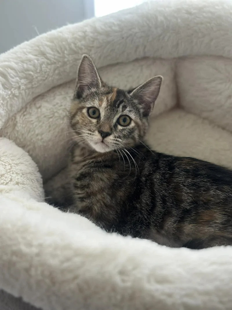 Enchilada thumbnail 3