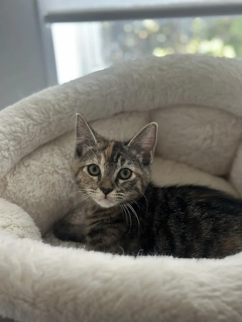 Enchilada thumbnail 4