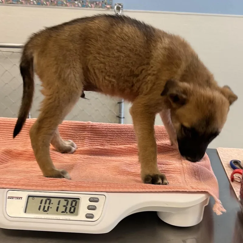 A baby small-sized male Brown / Chocolate Mixed Breed dog named 112697 for adoption in Las Cruces, NM