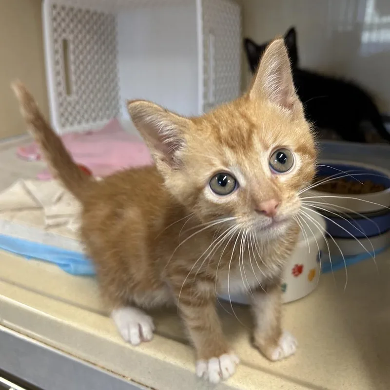A baby small-sized female Orange / Red Domestic Short Hair cat named Pinto for adoption in Binghamton, NY