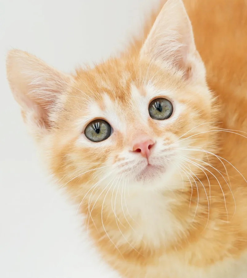 A baby small-sized female Orange / Red Tabby cat named Zaylee is our purrfect for adoption in Bedford Hills, NY