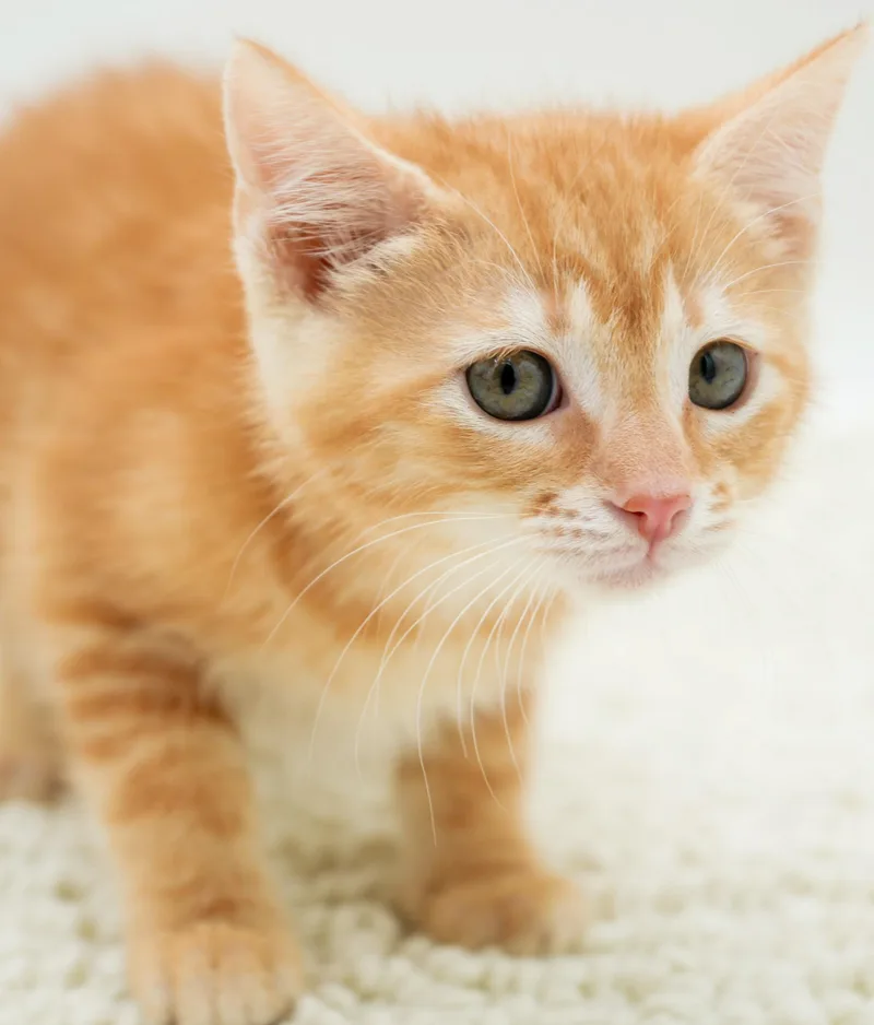 Zaylee is our purrfect thumbnail 2