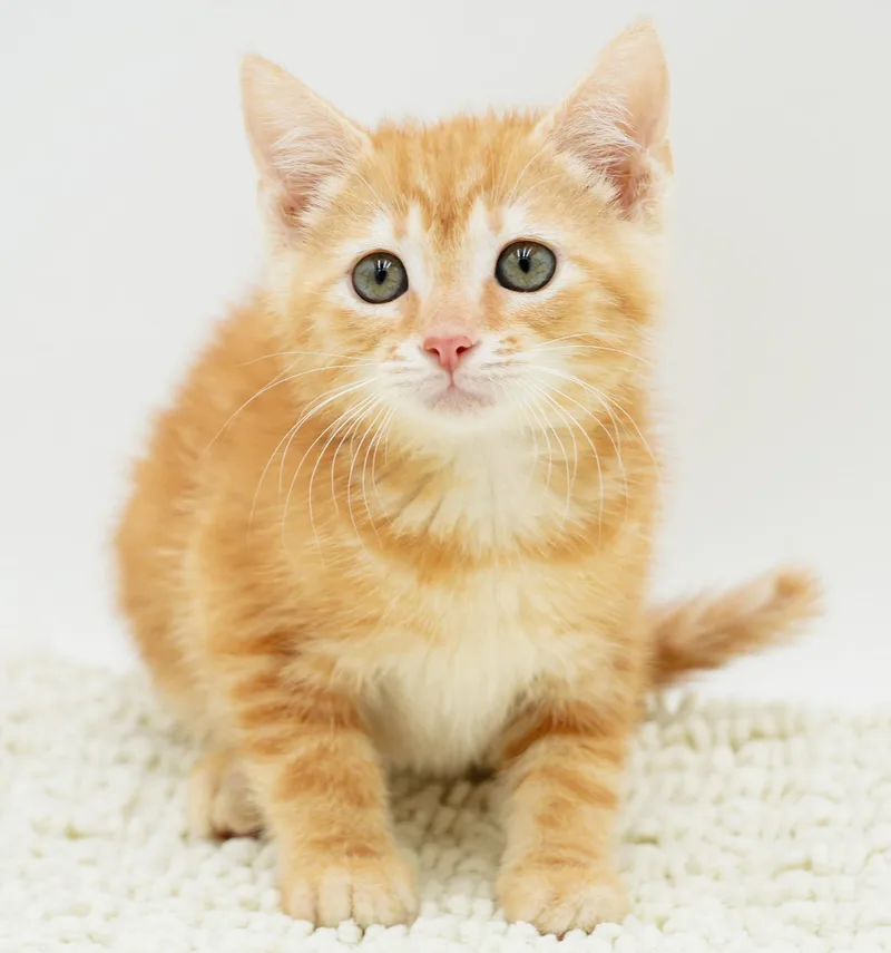 Zaylee is our purrfect thumbnail 3