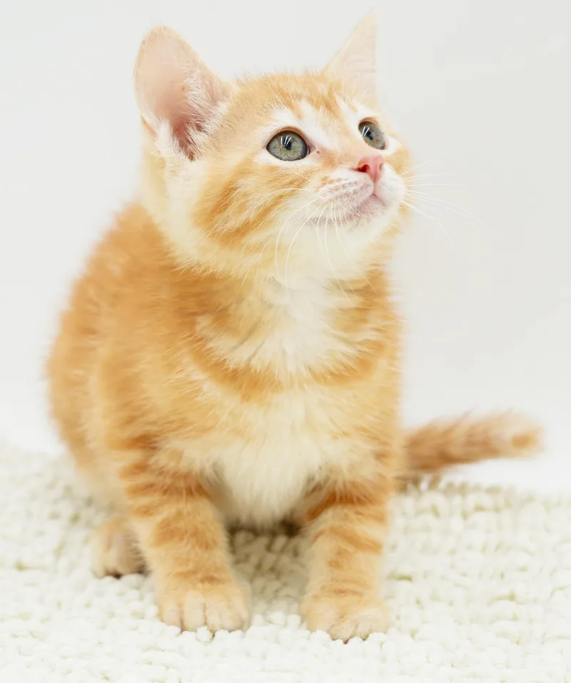 Zaylee is our purrfect thumbnail 4