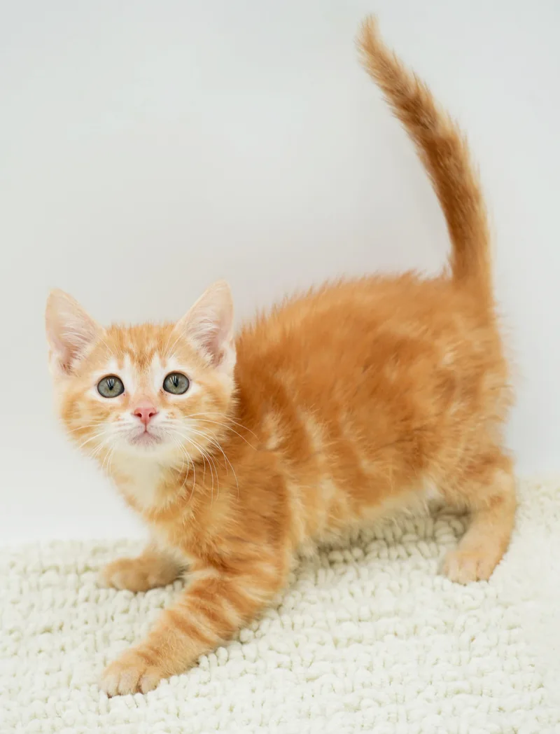 Zaylee is our purrfect thumbnail 5