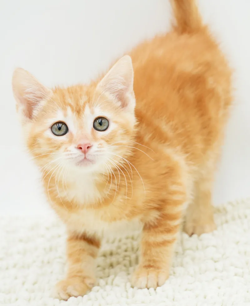Zaylee is our purrfect thumbnail 6