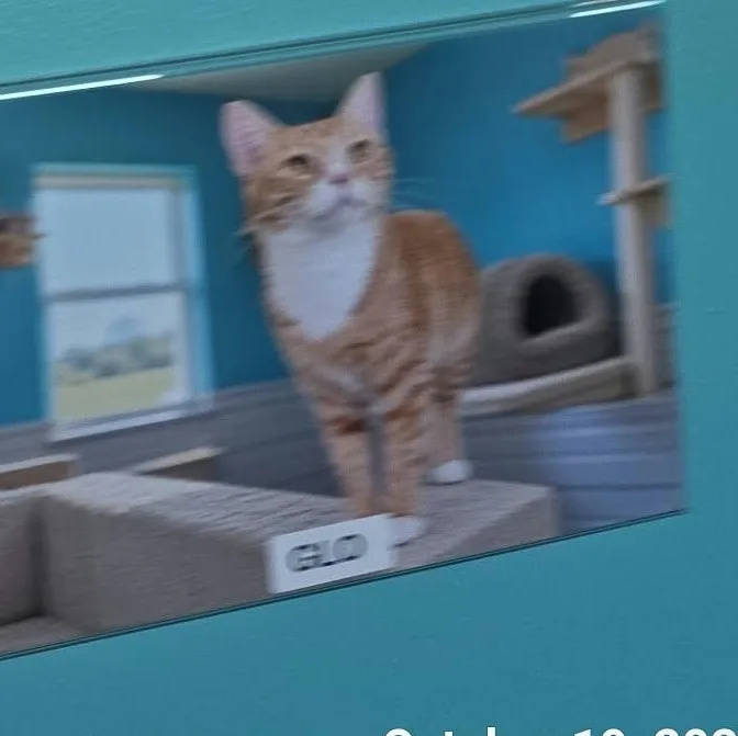An adult medium-sized female Orange & White Domestic Short Hair cat named Glo for adoption in Petersburg, IN