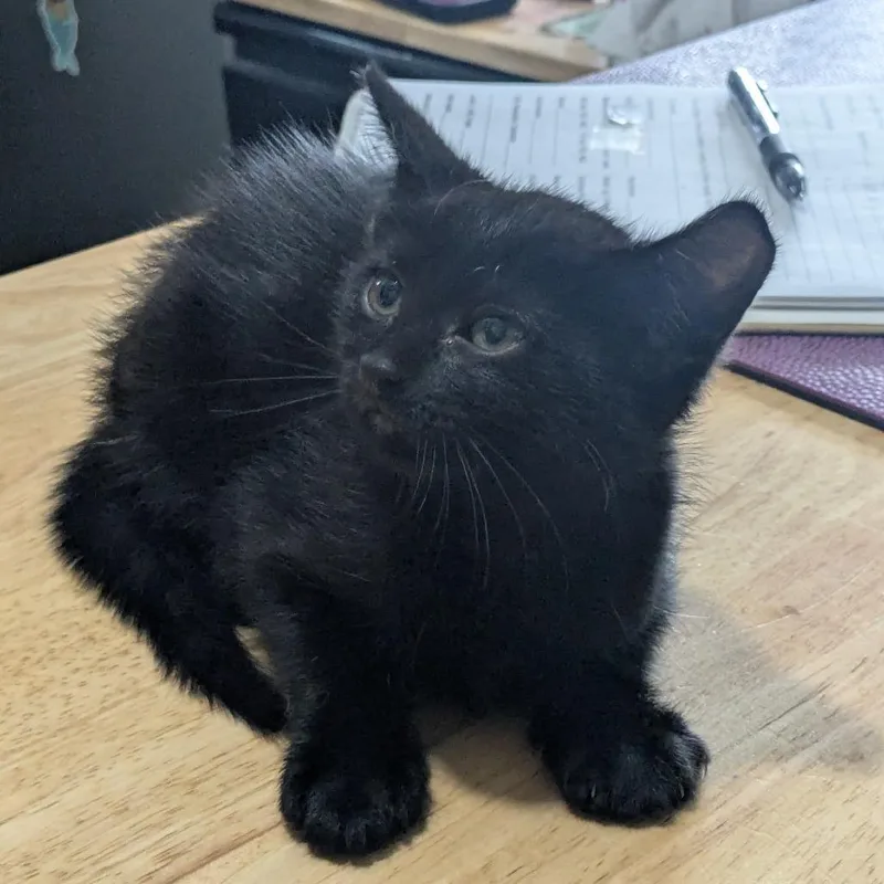 A baby small-sized female Black Domestic Short Hair cat named Little Baby for adoption in San Antonio, TX