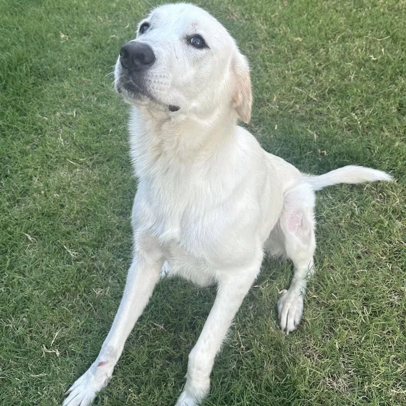 A young large-sized female Great Pyrenees dog named Raya for adoption in Krum, TX