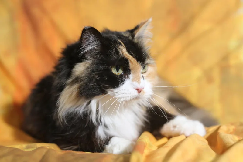 A young medium-sized female Domestic Medium Hair cat named Kaia for adoption in New Prague, MN
