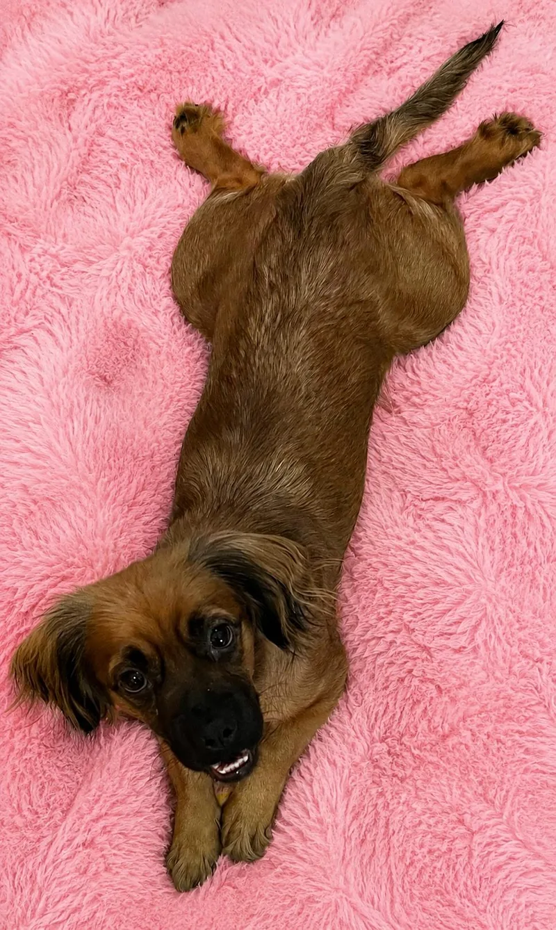 An adult small-sized female Dachshund dog named Cuddle Bug Dizzy for adoption in Cuyahoga Falls, OH
