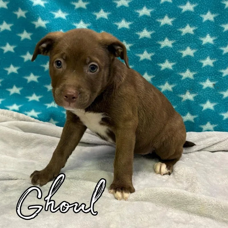 A baby medium-sized female Retriever dog named Ghoul for adoption in Hillsboro, OH