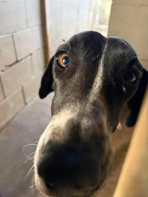 An adult extra large-sized female Black Great Dane dog named Phoebe for adoption in Bullard, TX