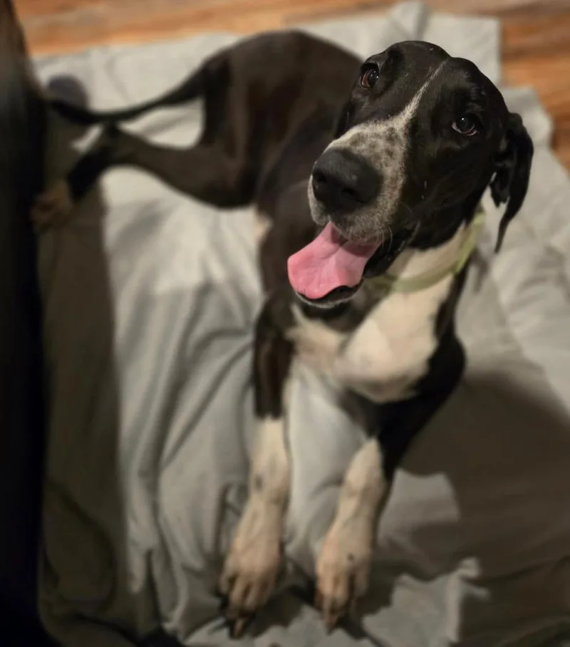 Phoebe thumbnail 2