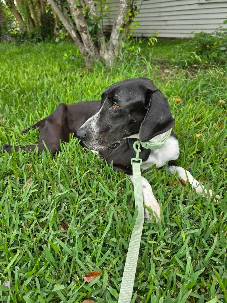 Phoebe thumbnail 4