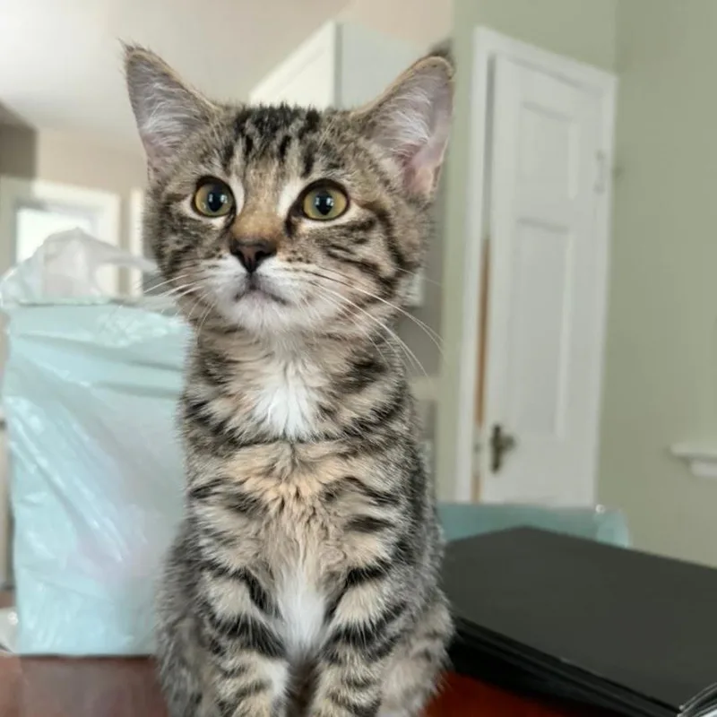 A baby medium-sized female Domestic Short Hair cat named Pearl for adoption in Norwood, OH