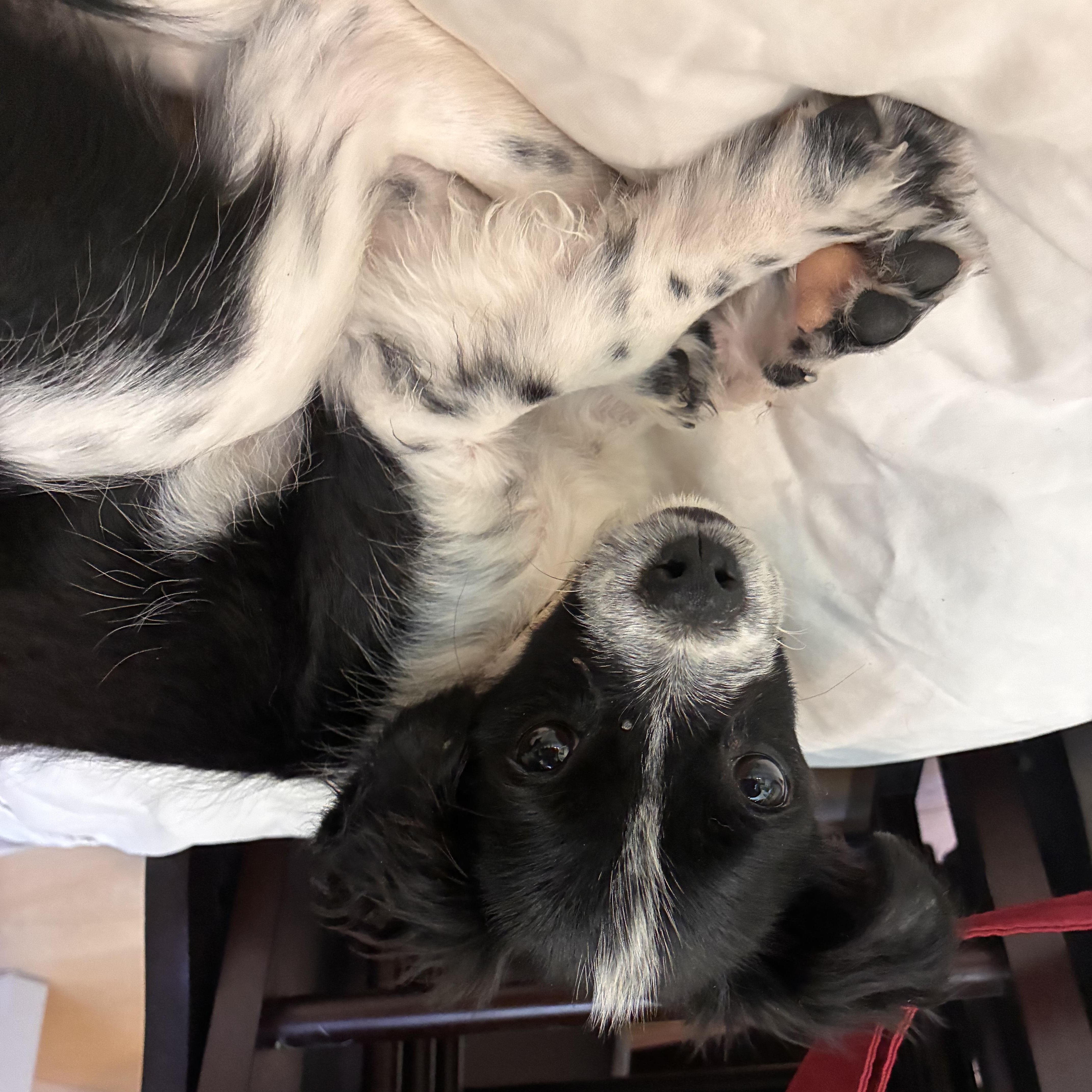Wiggles