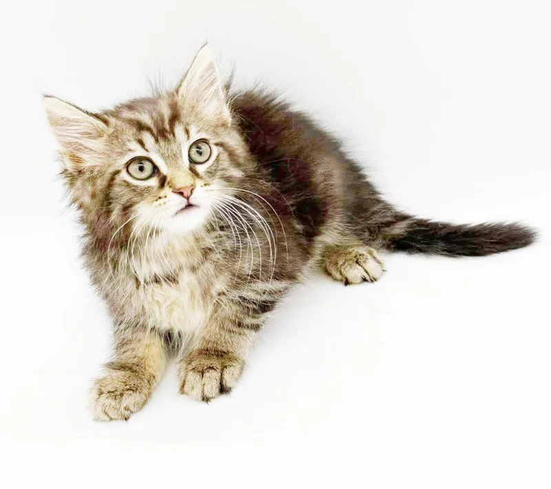 A baby small-sized male Tabby (Brown / Chocolate) Maine Coon cat named Tobies is a rare for adoption in Bedford Hills, NY
