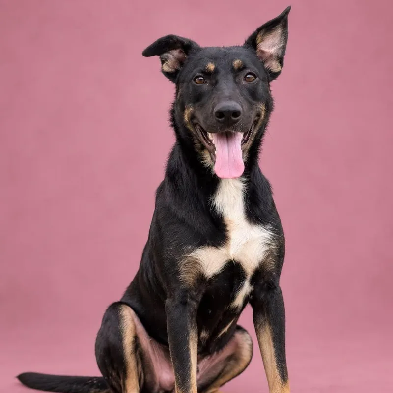 A young medium-sized female Shepherd dog named Norey for adoption in Cranston, RI