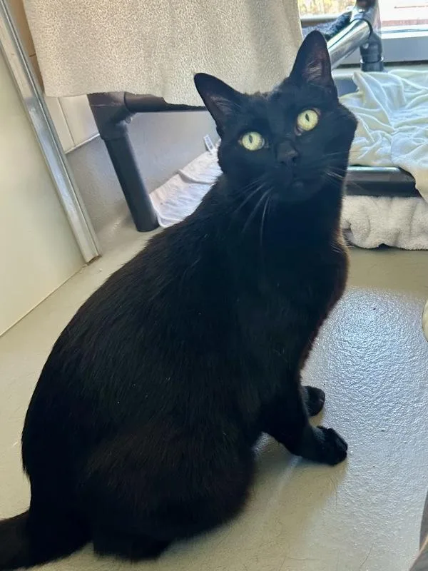 A senior small-sized female Domestic Short Hair cat named Wynona for adoption in Healdsburg, CA