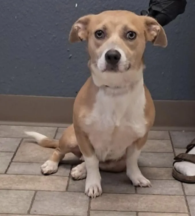 A young small-sized female Corgi dog named Penny for adoption in Hollister, MO