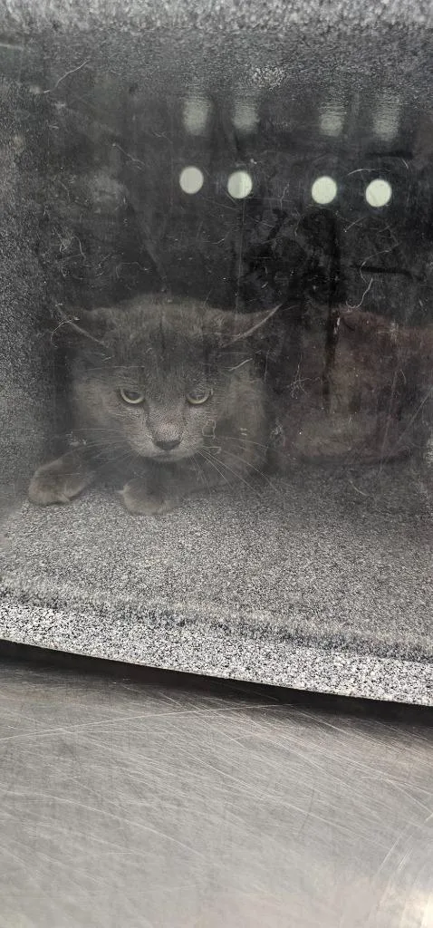 A young small-sized male Domestic Short Hair cat named Gizzard for adoption in Athens, TN